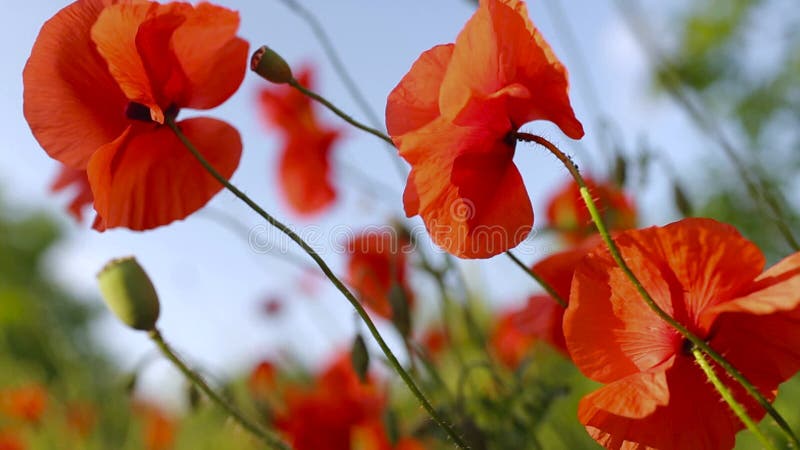 Gros plan de fleurs de pavot. tête de pavot rouge.