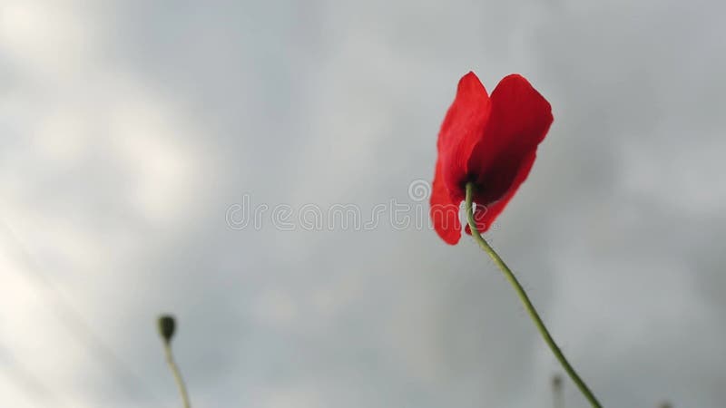 Gros plan de fleurs de pavot. têtes de pavot.