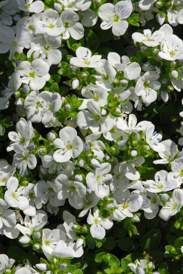 Gros plan de petites fleurs blanches de Véronique rampante photos libres de droits