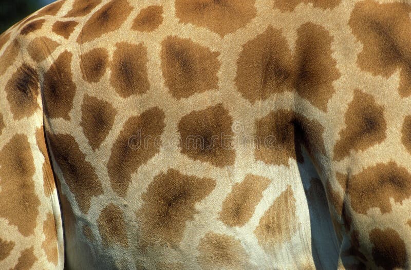 ROTHSCHILD`S GIRAFFE giraffa camelopardalis rothschildi, CLOSE-UP OF SKIN, KENYA. ROTHSCHILD`S GIRAFFE giraffa camelopardalis rothschildi, CLOSE-UP OF SKIN, KENYA