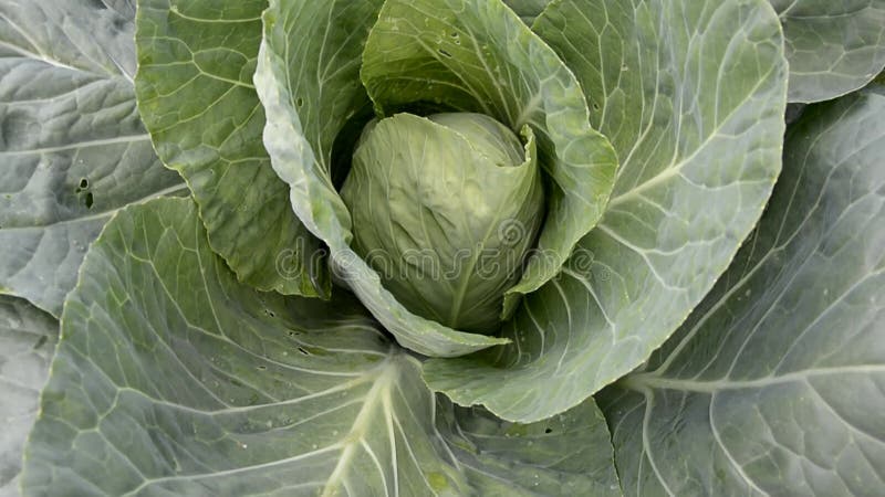 Gros plan de tête de chou avec de grandes feuilles. Le vent remue les feuilles de chou. Maturation des légumes dans le jardin