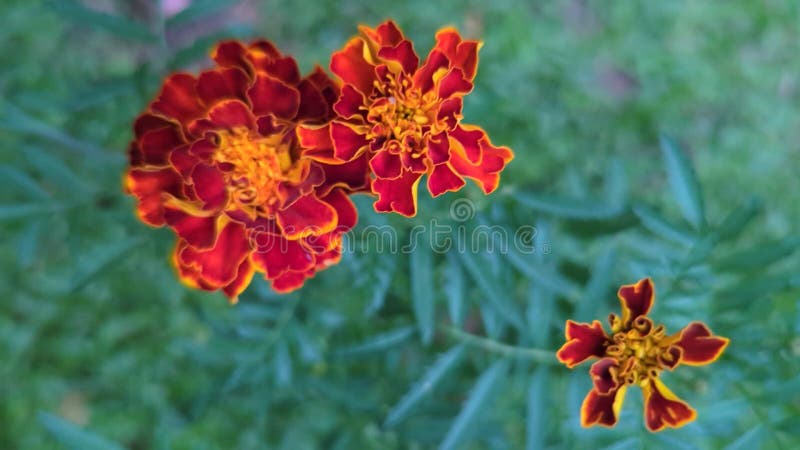 Gros plan des fleurs de Marigold d'Orange avec des pétales détaillés clips vidéos