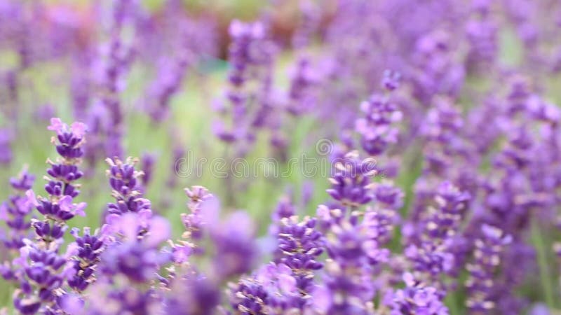 Gros plan des fleurs violettes de lavande. Focus sélectif. Mouvement sous le champ de lavande. banque de vidéos