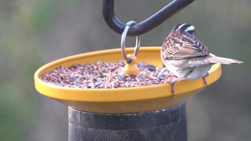 Gros plan des graines de grosbeak de poitrine rose qui mangent sur le mangeur d'oiseaux