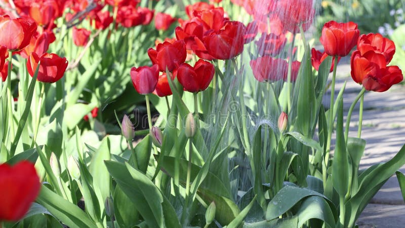 Gros plan des tulipes rouges arrosées dans un jardin fleuri par jour ensoleillé. clips vidéos
