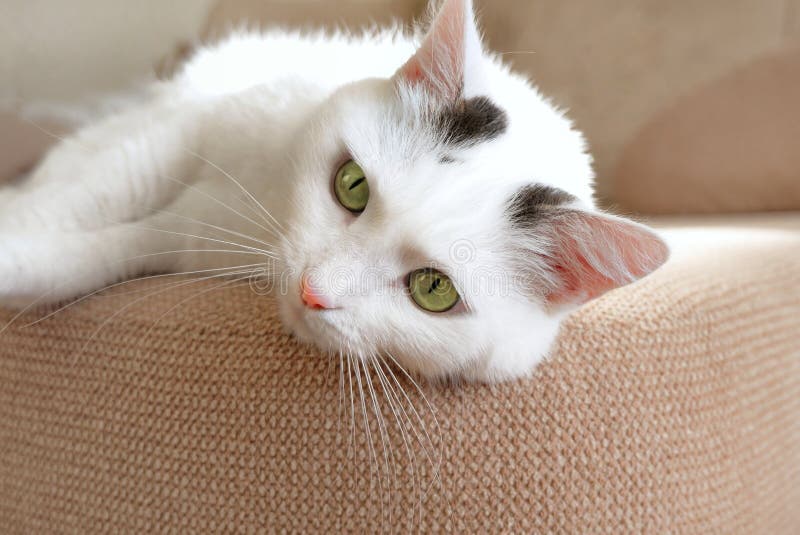 Museau D Un Chat Domestique Angle Photo Rapproche Image Stock Image Du Fourrure Interieur Museau D Un Chat Domestique Angle Photo Rapproche Image Stock Image Du Fourrure Interieur