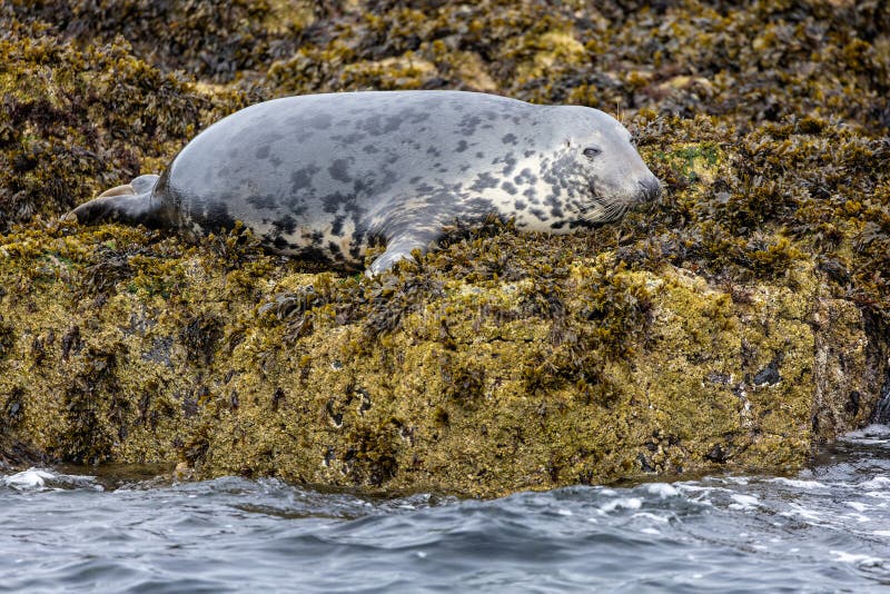 close up of seal laying on bed of seaweed on rock - on the Farne Islands, Northumberland, UK. close up of seal laying on bed of seaweed on rock - on the Farne Islands, Northumberland, UK
