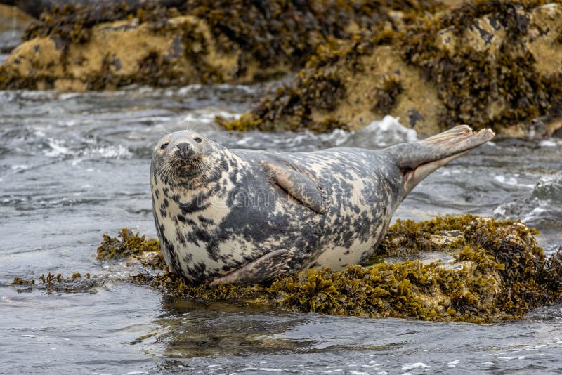 close up of seal laying on bed of seaweed on rock - on the Farne Islands, Northumberland, UK. close up of seal laying on bed of seaweed on rock - on the Farne Islands, Northumberland, UK