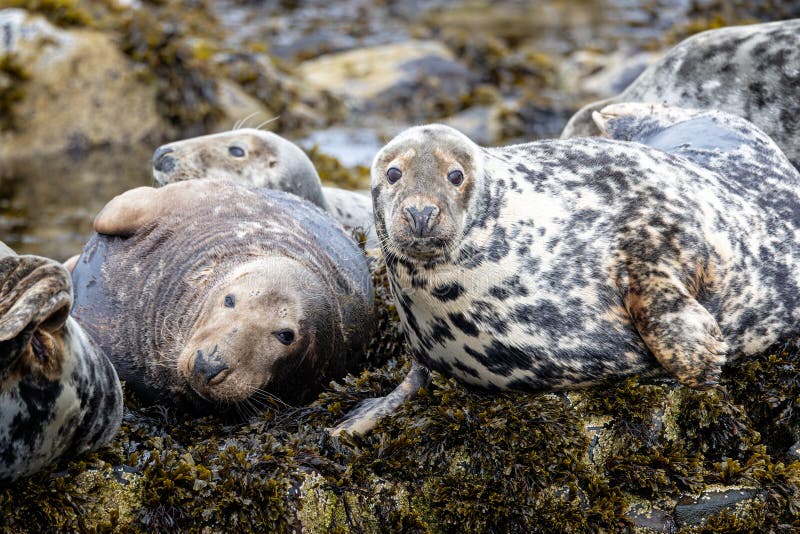 close up of seal scratching itself with flipper - taken on the Farne Islands, Northumberland, UK. close up of seal scratching itself with flipper - taken on the Farne Islands, Northumberland, UK