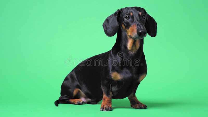 Gros plan portrait de mignon petit noir et tan dachshund sur fond vert chromakey tournant sa tête de côté et banque de vidéos
