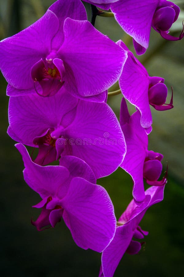 Gros plan sur une fleur d'orchidée belle et colorée image stock Gros plan sur une fleur d'orchidée belle et colorée image stock