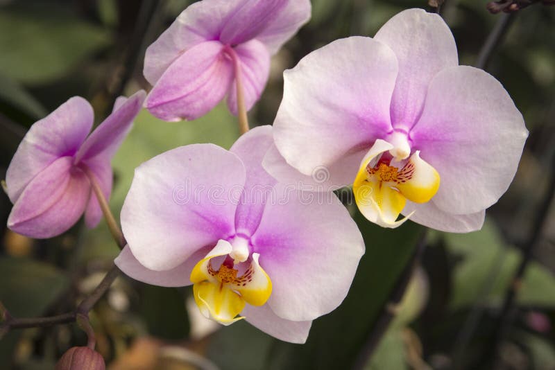 Gros plan sur une fleur d'orchidée belle et colorée images libres de droits Gros plan sur une fleur d'orchidée belle et colorée images libres de droits