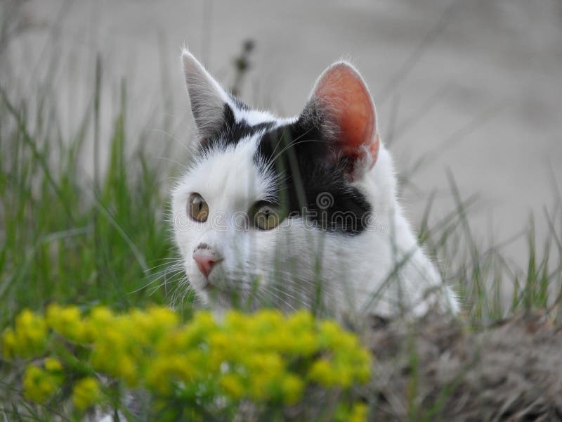 19 145 Chat Noir Et Blanc Avec Les Yeux Verts Photos Libres De Droits Et Gratuites De Dreamstime 19 145 Chat Noir Et Blanc Avec Les Yeux Verts Photos Libres De Droits Et Gratuites De Dreamstime