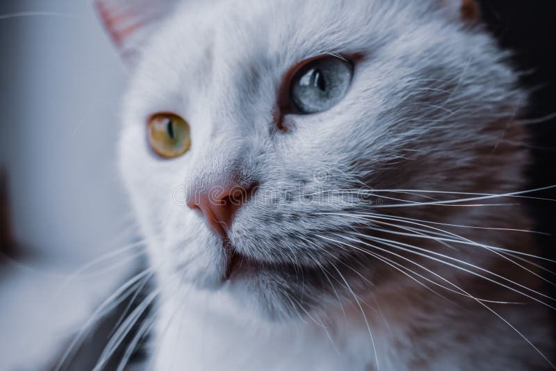 1 097 Chat Blanc Avec Les Yeux Bleu Vert Photos Libres De Droits Et Gratuites De Dreamstime 1 097 Chat Blanc Avec Les Yeux Bleu Vert Photos Libres De Droits Et Gratuites De Dreamstime