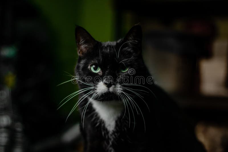 2 666 Chat Noir Avec Les Yeux Verts Photos Libres De Droits Et Gratuites De Dreamstime 2 666 Chat Noir Avec Les Yeux Verts Photos Libres De Droits Et Gratuites De Dreamstime