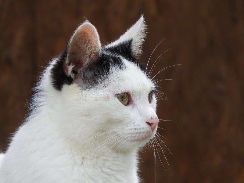 19 145 Chat Noir Et Blanc Avec Les Yeux Verts Photos Libres De Droits Et Gratuites De Dreamstime 19 145 Chat Noir Et Blanc Avec Les Yeux Verts Photos Libres De Droits Et Gratuites De Dreamstime