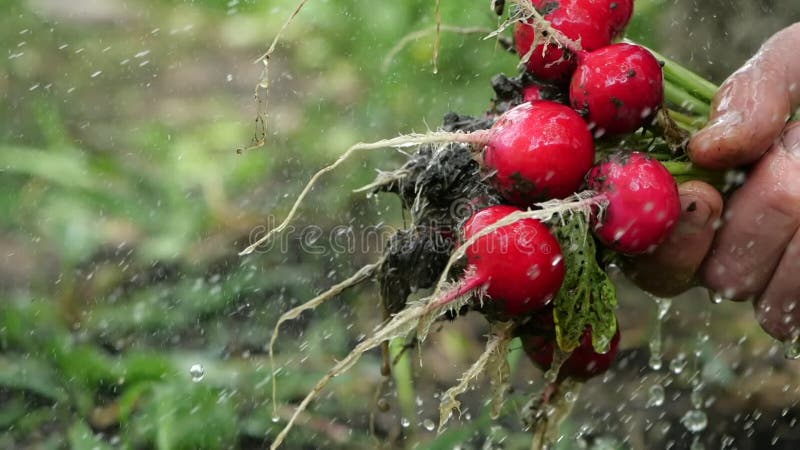 Gros plan tiré d'arroser un radis frais du jardin d'été. Le légume savoureux et sain est délogé de boue séchée banque de vidéos