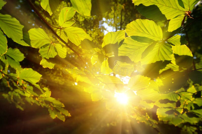 Gros plan vert de feuilles avec le soleil à l'arrière-plan