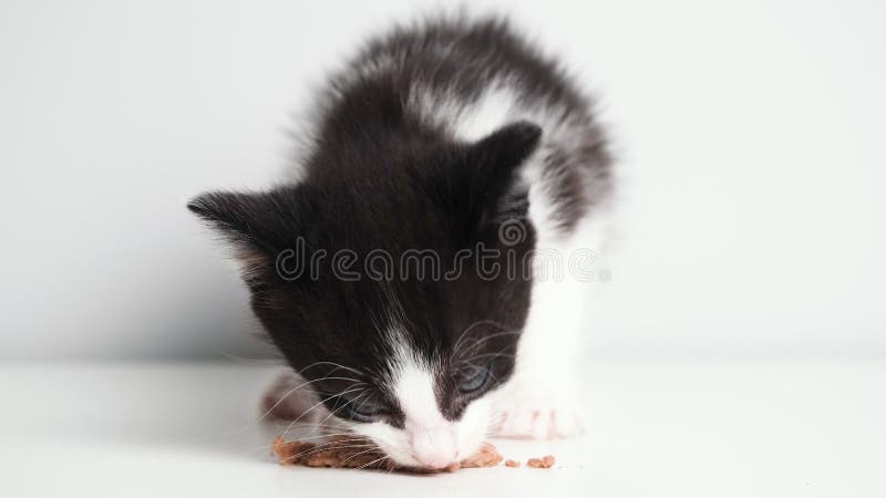 Gros plan vidéo de chaton noir et blanc mignon mangeant de la nourriture de chat mouillé sur fond blanc. Portrait de mangeur chato banque de vidéos