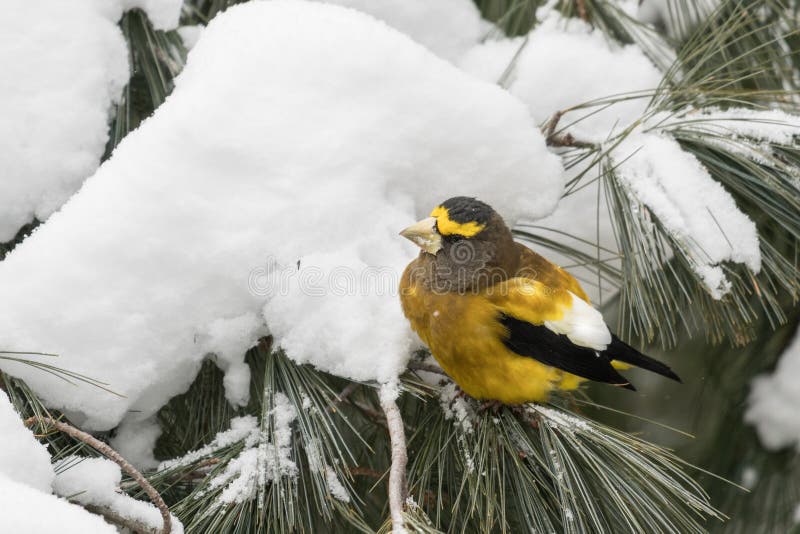 Grosbeak de noite masculino que empoleira-se em um ramo de pinheiro no inverno imagens de stock royalty free Grosbeak de noite masculino que empoleira-se em um ramo de pinheiro no inverno imagens de stock royalty free