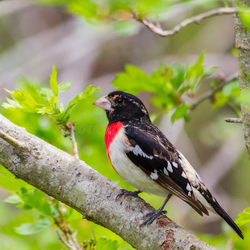 Grosbeak de peito encarnado masculino imagem de stock royalty free Grosbeak de peito encarnado masculino imagem de stock royalty free