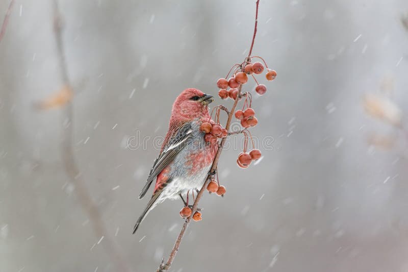Grosbeak de pinho masculino na tempestade de neve imagem de stock royalty free Grosbeak de pinho masculino na tempestade de neve imagem de stock royalty free