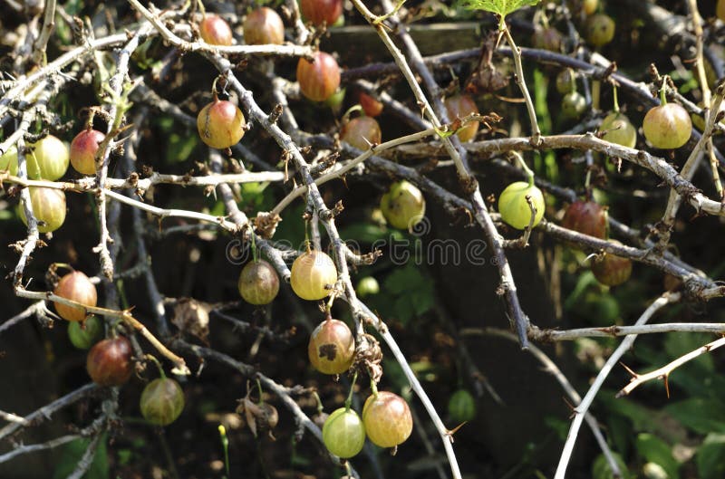 Groselhas verdes frescas em um ramo do arbusto de groselha com luz solar no jardim do fruto imagem de stock Groselhas verdes frescas em um ramo do arbusto de groselha com luz solar no jardim do fruto imagem de stock