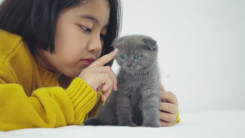 Grosse fille asiatique jouant avec un chaton mignon, jolie fille tenant un chat à l'intérieur banque de vidéos