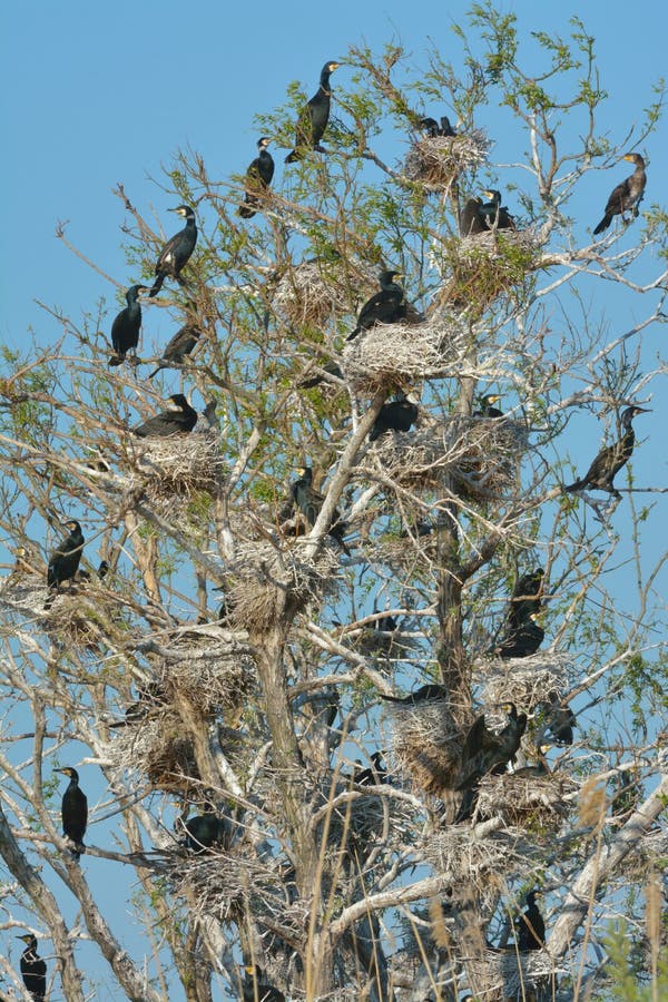grote aalscholver & x28; Phalacrocorax carbo& x29; royalty-vrije stock afbeeldingen grote aalscholver & x28; Phalacrocorax carbo& x29; royalty-vrije stock afbeeldingen