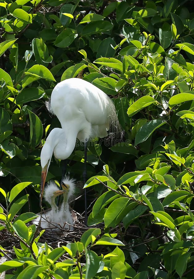 Grote Aigrette en haar twee kuikens stock fotografie Grote Aigrette en haar twee kuikens stock fotografie
