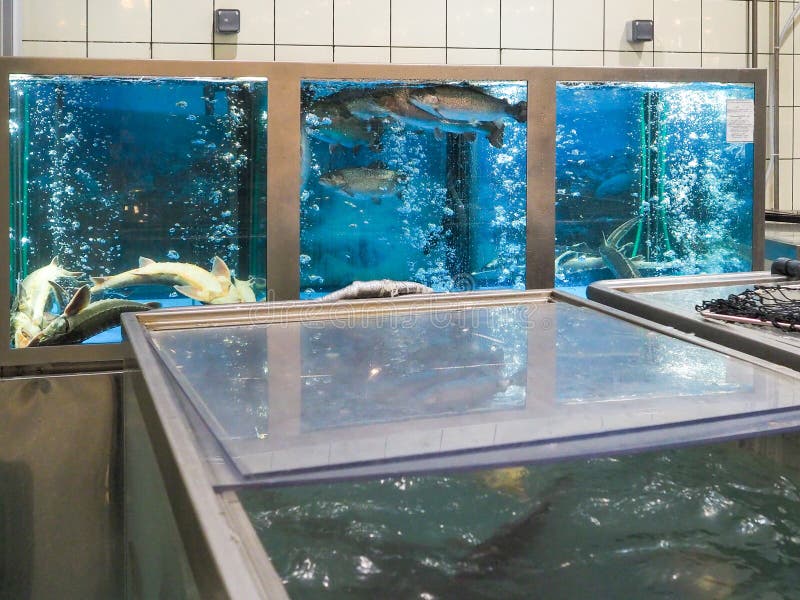 Schotel schetsen betrouwbaarheid Grote Aquariums in De Supermarkt Met Levende Vis Kuipen En Stokken Zwemmen  Onder Zuurstofbellen Stock Foto - Image of diner, voedsel: 158836246