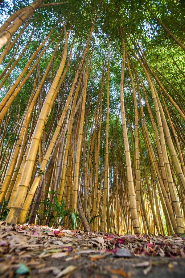 Oom of meneer Bezem domineren Grote Bamboe - Boomstammen in De Grove Stock Afbeelding - Image of gras,  zomer: 201899935