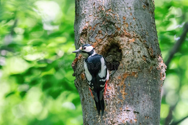 Grote bevlekte specht die naast het nestgat neerstrijken stock afbeeldingen Grote bevlekte specht die naast het nestgat neerstrijken stock afbeeldingen