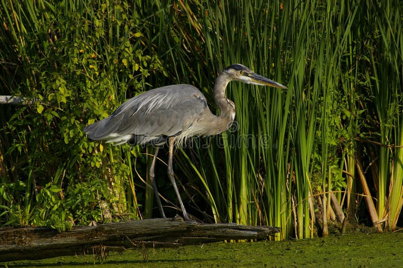 Grote Blauwe Reiger royalty-vrije stock foto's Grote Blauwe Reiger royalty-vrije stock foto's