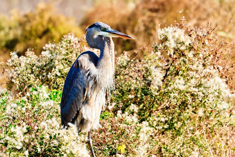 This image of a Great Blue Heron was captured at Payne's Prairie in Gainesville, Florida. The heron is ensconced in camouflage foliage. This image of a Great Blue Heron was captured at Payne's Prairie in Gainesville, Florida. The heron is ensconced in camouflage foliage.