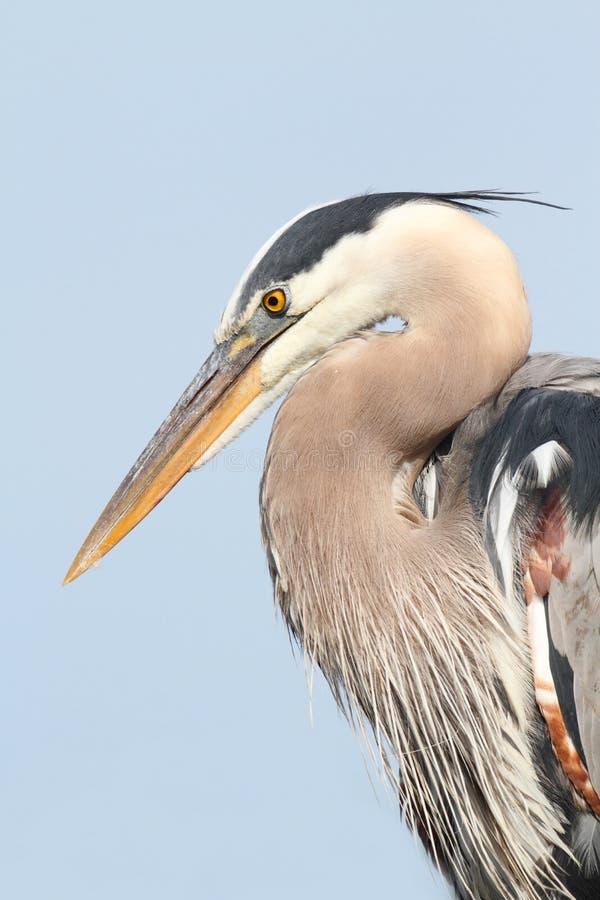 Grote Blauwe Reiger (Ardea Herodias) stock foto's Grote Blauwe Reiger (Ardea Herodias) stock foto's