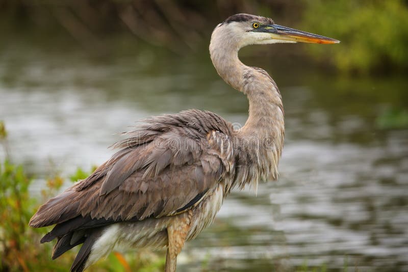Grote Blauwe Reiger die zich door het water bevinden Het is het grootste Noorden royalty-vrije stock foto's Grote Blauwe Reiger die zich door het water bevinden Het is het grootste Noorden royalty-vrije stock foto's
