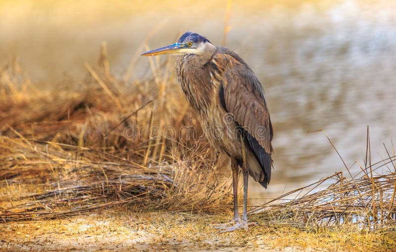 Grote Blauwe Reiger die zich nog op het riet bevinden stock afbeelding Grote Blauwe Reiger die zich nog op het riet bevinden stock afbeelding