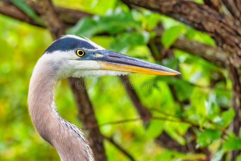 Grote Blauwe Reiger royalty-vrije stock afbeeldingen Grote Blauwe Reiger royalty-vrije stock afbeeldingen