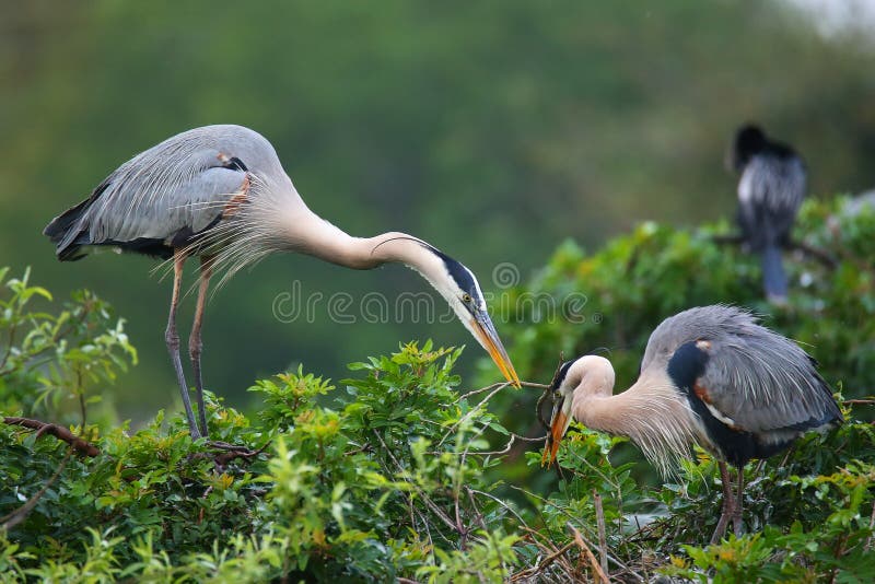 Grote Blauwe Reigers die het nestelen materiaal ruilen Het is het grootst stock fotografie Grote Blauwe Reigers die het nestelen materiaal ruilen Het is het grootst stock fotografie