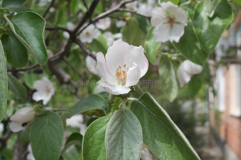 Grote bloem van een kweepeer van de fruitboom stock fotografie Grote bloem van een kweepeer van de fruitboom stock fotografie