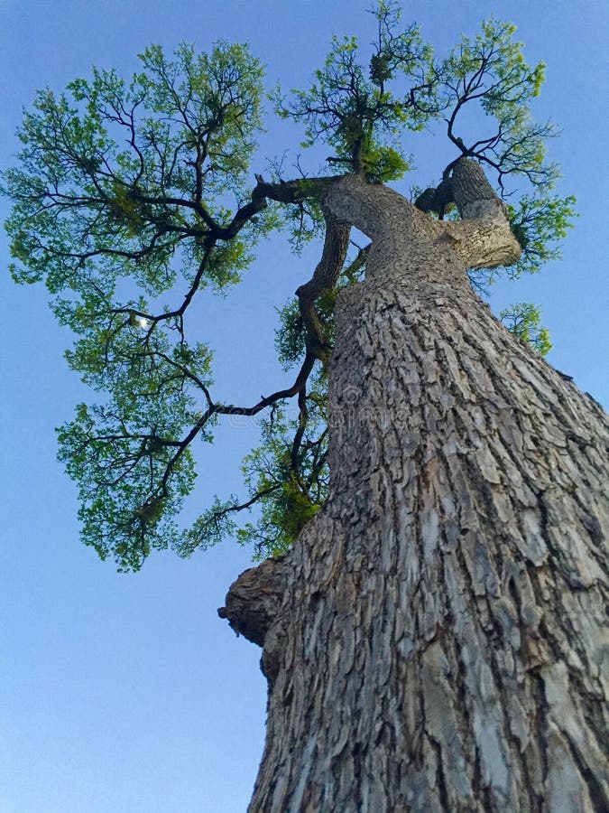 Omhoog kijkend naar de lucht vanaf de voet van een grote boom royalty-vrije stock foto