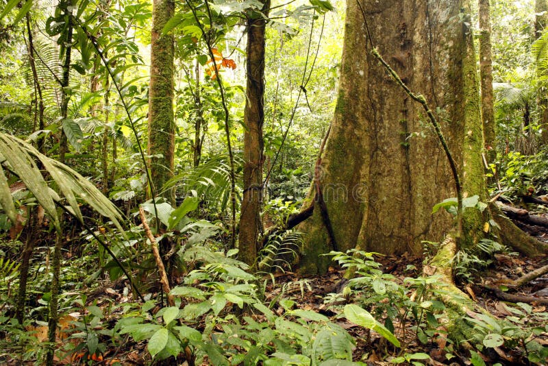 Grote boom in het tropisch regenwoud stock foto's