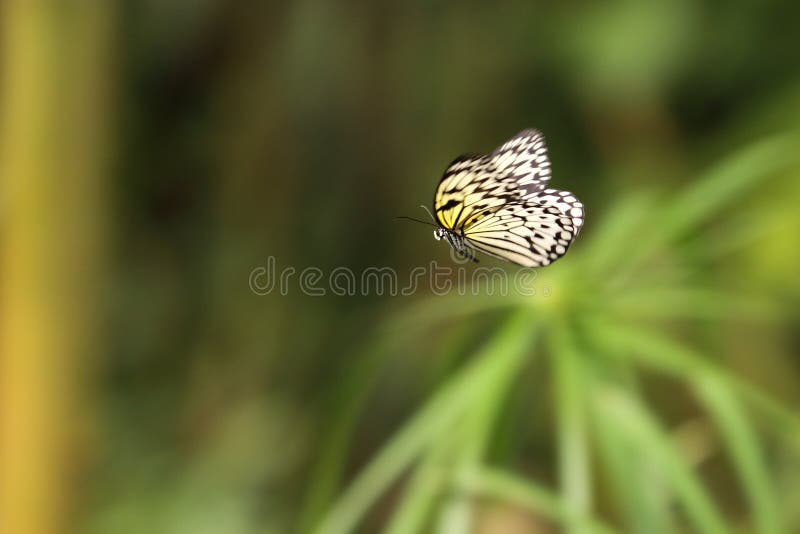 Grote boomnimf royalty-vrije stock foto
