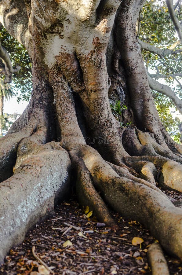 Grote boomwortels royalty-vrije stock afbeeldingen