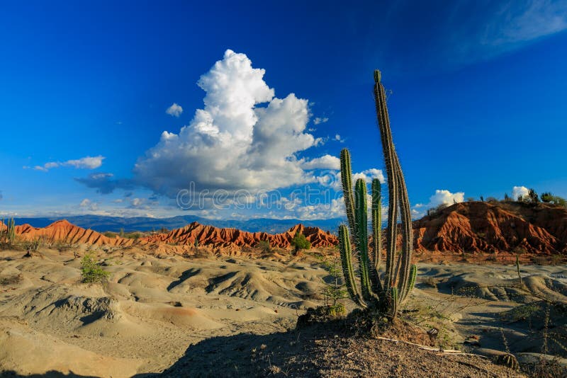 Grote Cactussen In Rode Woestijn Stock Afbeelding ...