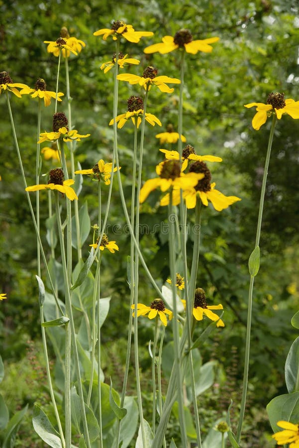 This yellow conflower grows very tall and has large blooms.  It is from the family Asteraceae and is found in Texas, Arkansas, Louisiana, Oklahoma and South Carolina;  It is an ornamental plant that can grow up to eight feet tall. This yellow conflower grows very tall and has large blooms.  It is from the family Asteraceae and is found in Texas, Arkansas, Louisiana, Oklahoma and South Carolina;  It is an ornamental plant that can grow up to eight feet tall.