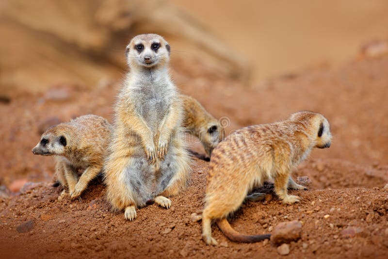 Grote Dierlijke familie Grappig beeld van de aard van Afrika Leuke Meerkat, Suricata-suricatta, die op de steen zitten Zandwoesti royalty-vrije stock foto Grote Dierlijke familie Grappig beeld van de aard van Afrika Leuke Meerkat, Suricata-suricatta, die op de steen zitten Zandwoesti royalty-vrije stock foto