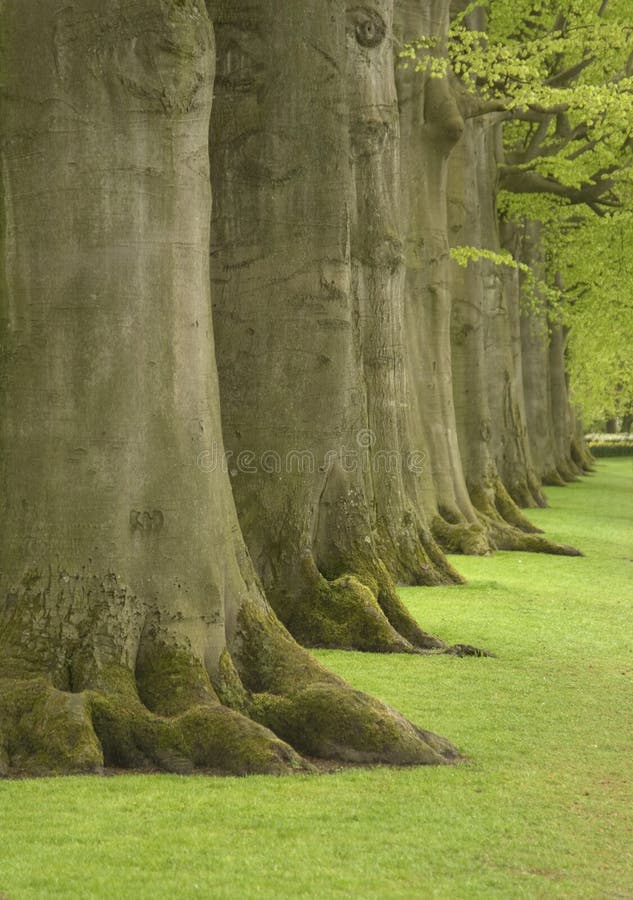 Row of large oak trees. Row of large oak trees.