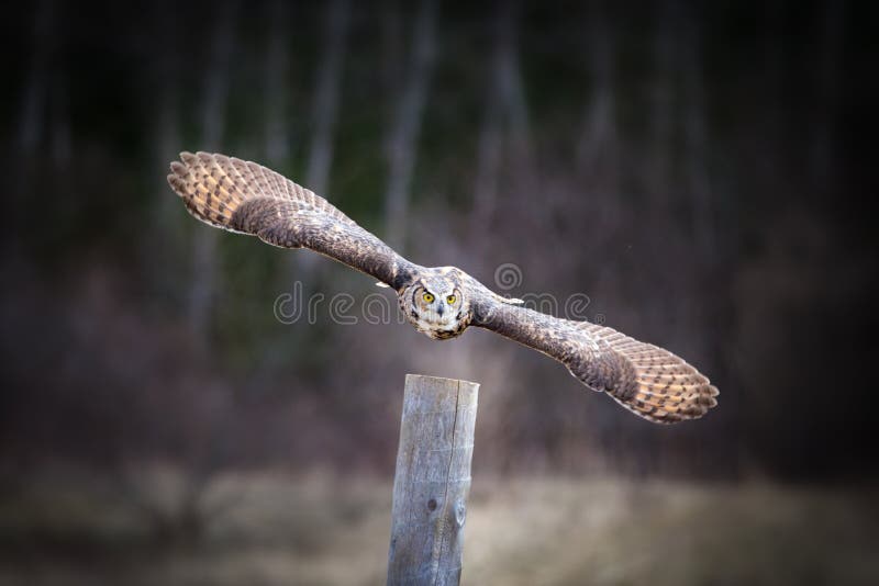 Grote Gehoornde Uil stock fotografie Grote Gehoornde Uil stock fotografie